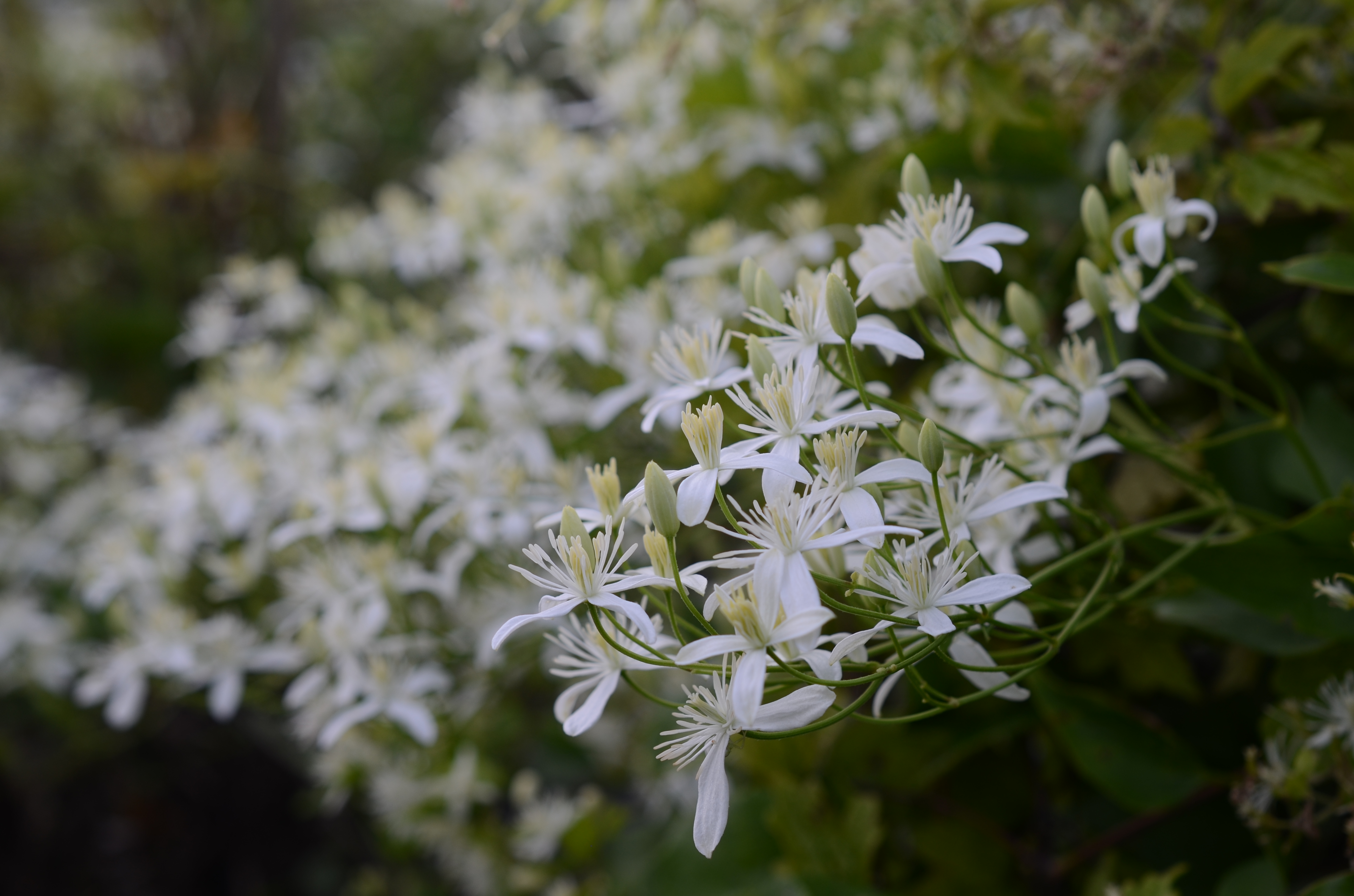 참으아리 이미지