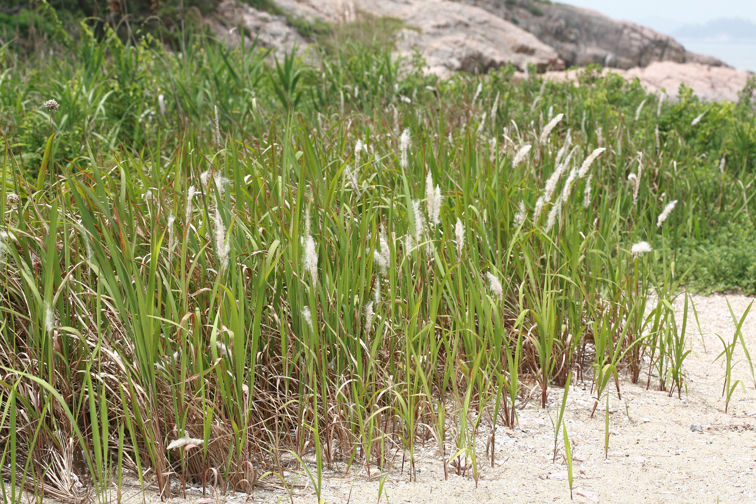 <em>Imperata<\/em> <em>cylindrica<\/em> va..