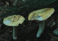 BIMGFG0000005741.jpg