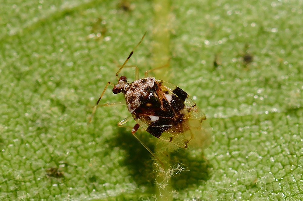 국립생물자원관 한반도의 생물다양성