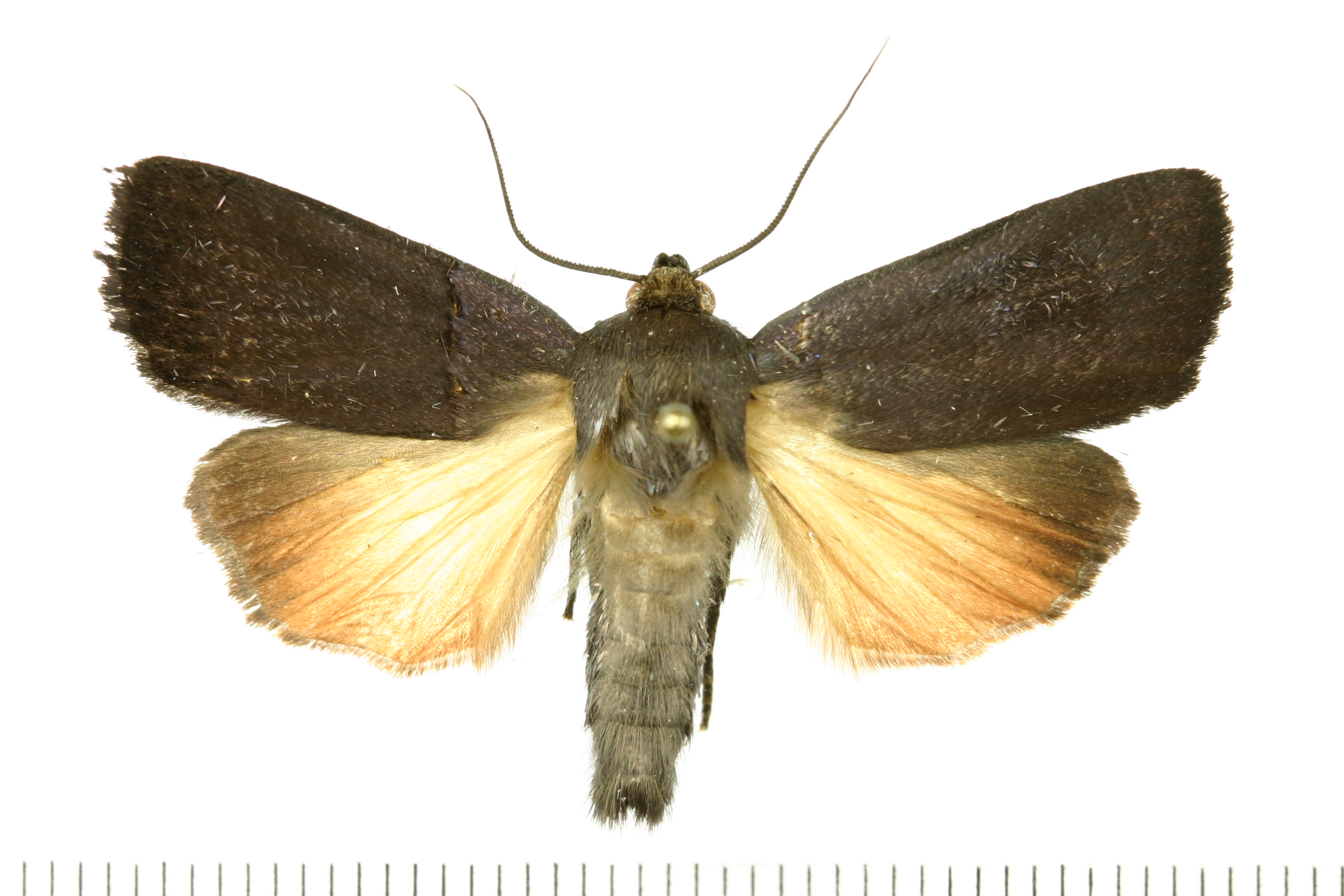 국립생물자원관 한반도의 생물다양성