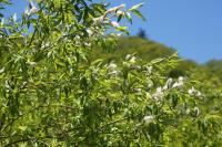 국립생물자원관 한반도의 생물다양성