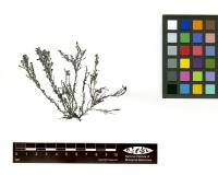 가는새빨간검둥이