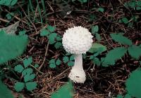 흰오뚜기광대버섯