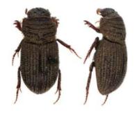 곤봉털모래풍뎅이