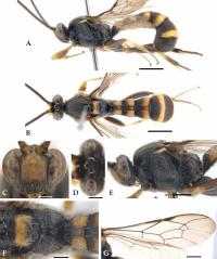 곤봉뭉툭맵시벌