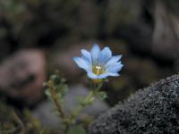 고산구슬붕이