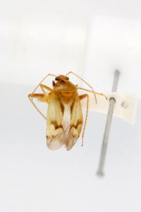 검정코장님노린재