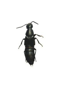 가시발좀반날개