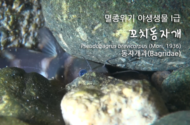 꼬치동자개