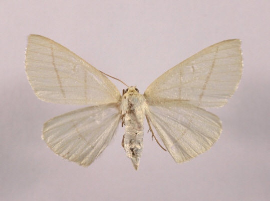 안개띠흰가지나방