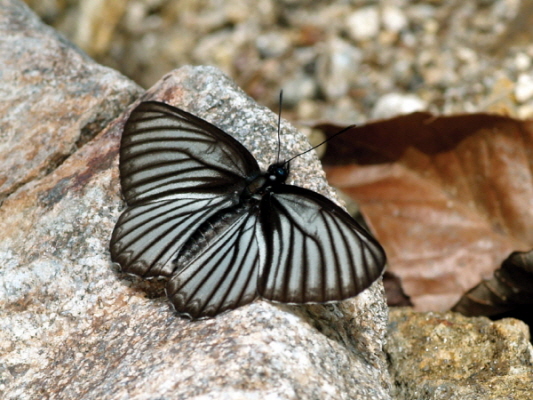 한국의 멸종위기종