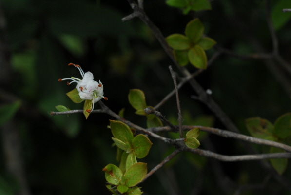 흰참꽃나무