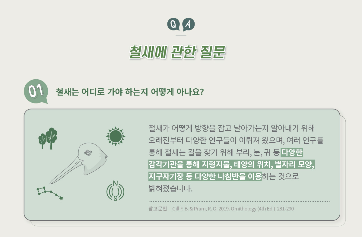 1. 철새에 관한 질문 : 철새는 어디로 가야 하는지 어떻게 아나요? / 답변 : 철새가 어떻게 방향을 잡고 날아가는지 알아내기 위해 오래전부터 다양한 연구들이 이뤄져 왔으며, 여러 연구를 통해 철새는 길을 찾기 위해 부리, 눈, 귀 등 다양한 감각기관을 통해 지형지물, 태양의 위치, 별자리 모양, 지구자기장 등 다양한 나침반을 이용하는 것으로 밝혀졌습니다. / 참고문헌 : Gill F. B. & Prum, R. O. 2019. Ornithology (4th Ed.)  281-290