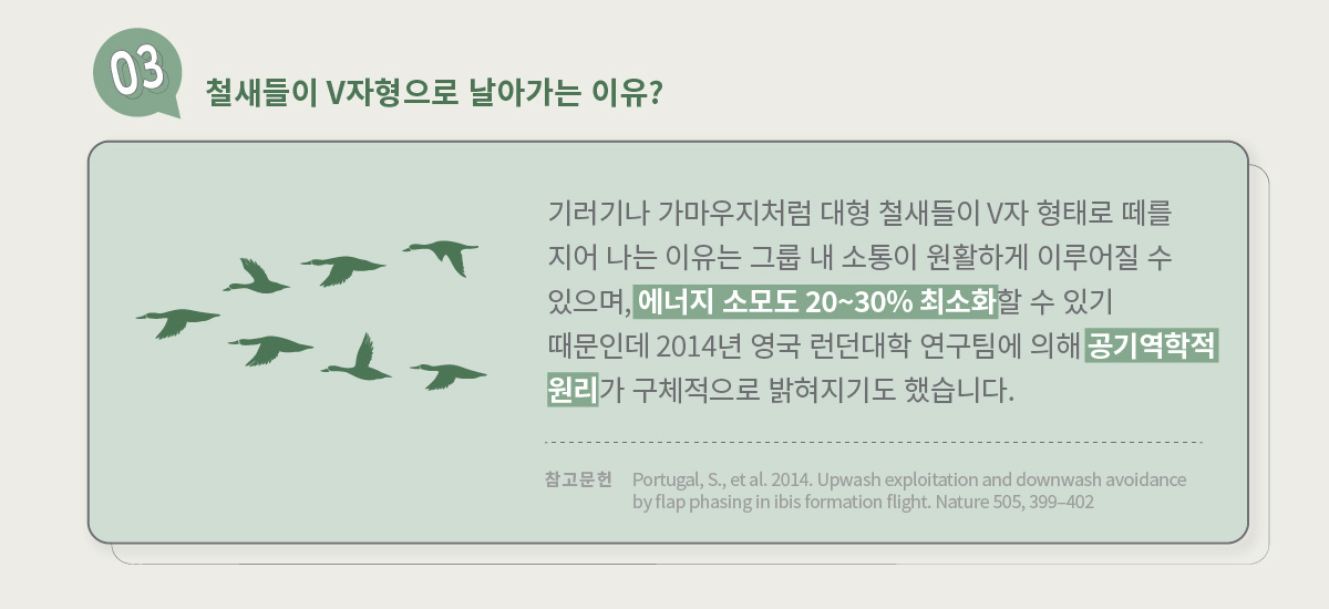 3. 철새에 관한 질문 : 철새들이 V자형으로 날아가는 이유? / 답변 : 기러기나 가마우지처럼 대형 철새들이 V자 형태로 떼를 지어 나는 이유는 그룹 내 소통이 원활하게 이루어질 수 있으며, 에너지 소모도 20~30% 최소화할 수 있기 때문인데 2014년 영국 런던대학 연구팀에 의해 공기역학적 원리가 구체적으로 밝혀지기도 했습니다.  / 참고문헌 : Portugal, S., et al. 2014. Upwash exploitation and downwash avoidance by flap phasing in ibis formation flight. Nature 505, 399–402