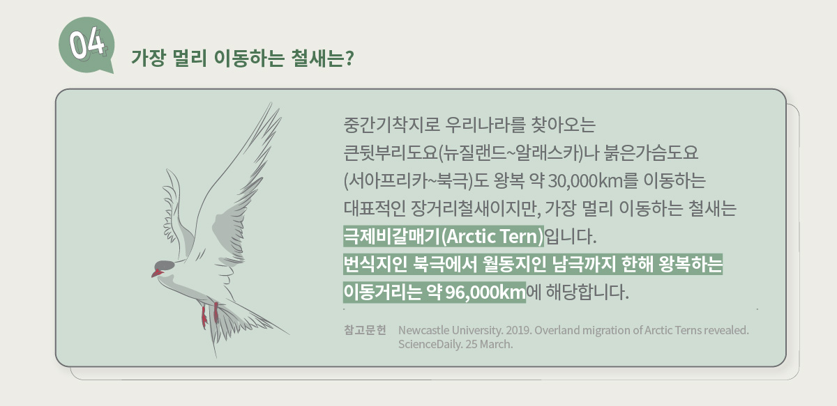 4. 철새에 관한 질문 : 가장 멀리 이동하는 철새는? / 답변 : 중간기착지로 우리나라를 찾아오는 큰뒷부리도요(뉴질랜드~알래스카)나 붉은가슴도요(서아프리카~북극)도 왕복 약 30,000km를 이동하는 대표적인 장거리철새이지만, 가장 멀리 이동하는 철새는 극제비갈매기(Arctic Tern)입니다. 번식지인 북극에서 월동지인 남극까지 한해 왕복하는 이동거리는 약 96,000km에 해당합니다. / 참고문헌 : Newcastle University. 2019. Overland migration of Arctic Terns revealed. ScienceDaily. 25 March.