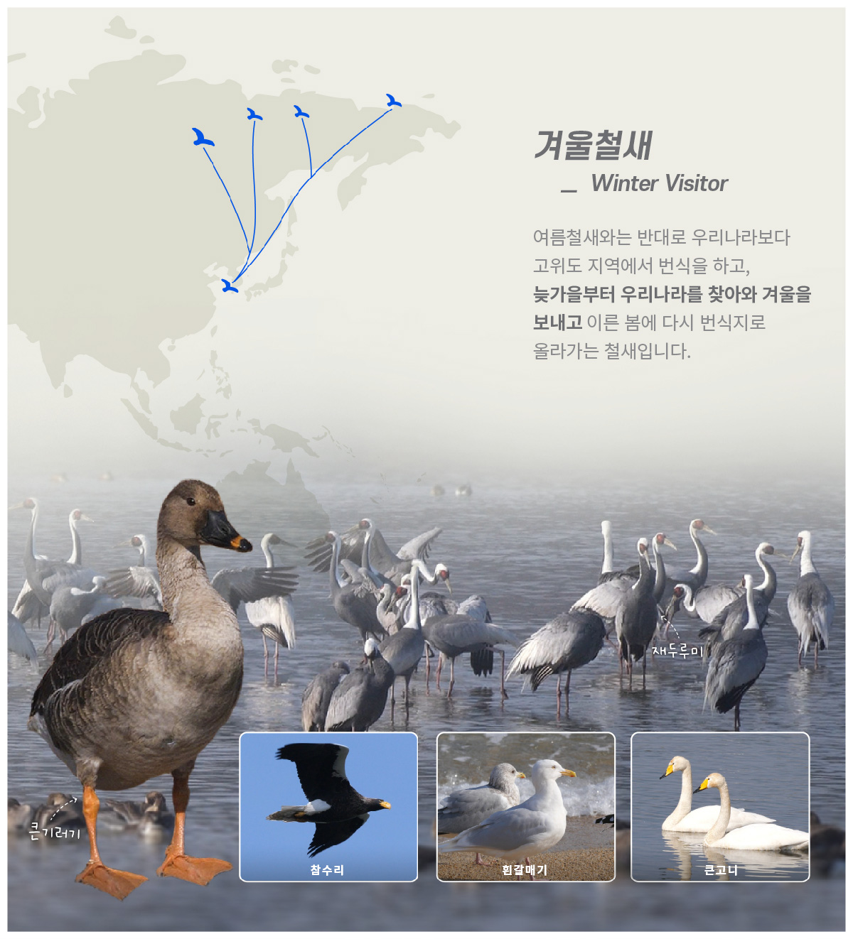 [겨울철새] 여름철새와는 반대로 우리나라보다 고위도 지역에서 번식을 하고, 늦가을부터 우리나라를 찾아와 겨울을 보내고 이른 봄에 다시 번식지로 올라가는 철새입니다.