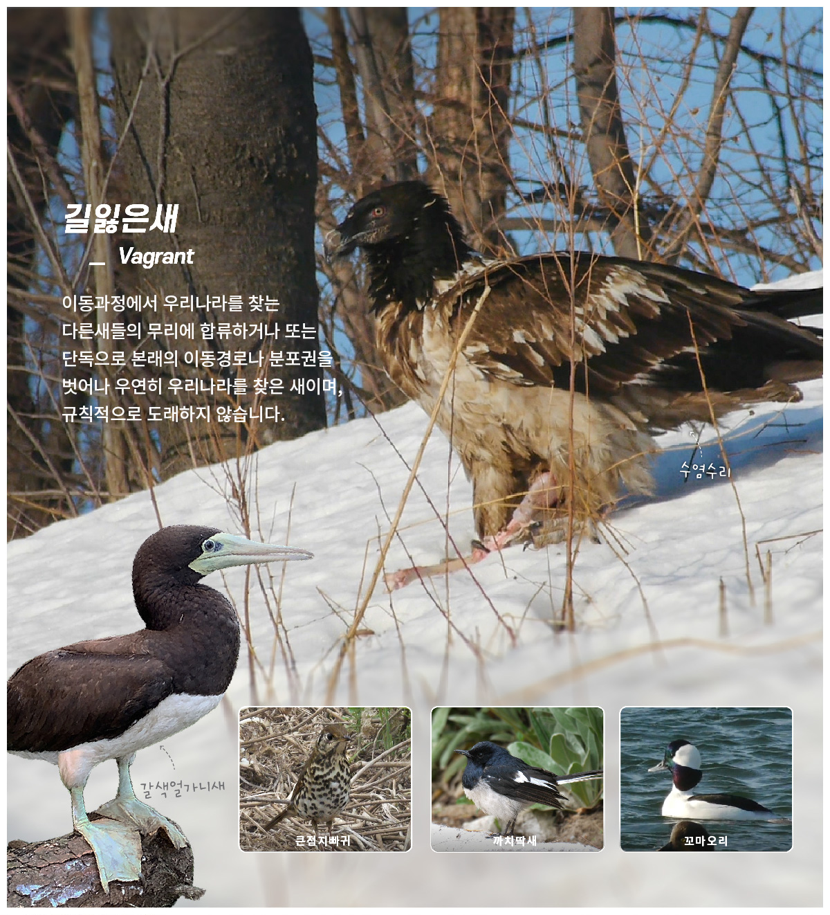 [길잃은새] 이동과정에서 우리나라를 찾는 다른새들의 무리에 합류하거나 또는 단독으로 본래의 이동경로나 분포권을 벗어나 우연히 우리나라를 찾은 새이며, 규칙적으로 도래하지 않습니다.