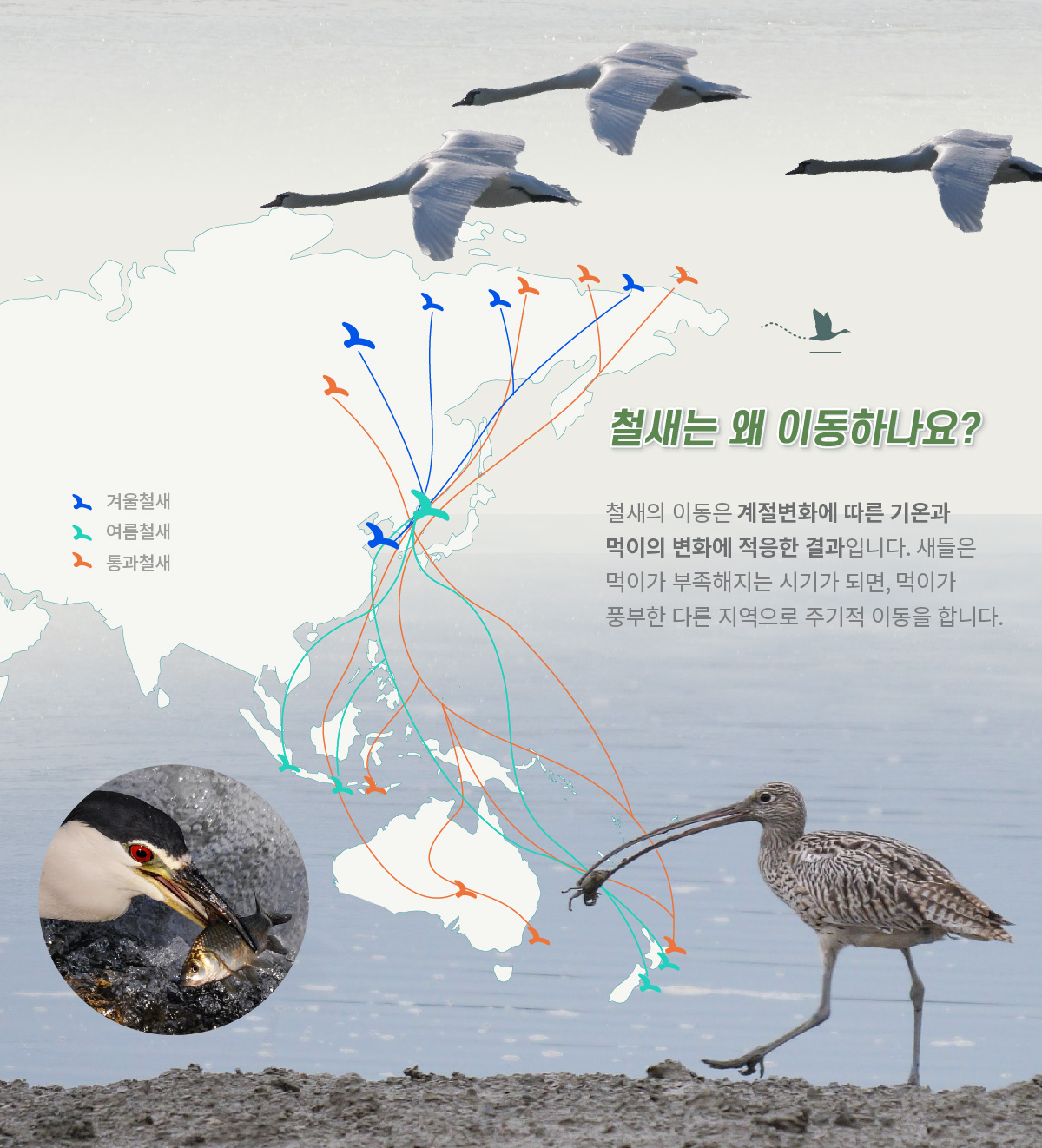 [철새는 왜 이동하나요?] 철새의 이동은 계절변화에 따른 기온과 먹이의 변화에 적응한 결과입니다. 새들은 먹이가 부족해지는 시기가 되면, 먹이가 풍부한 다른 지역으로 주기적 이동을 합니다.