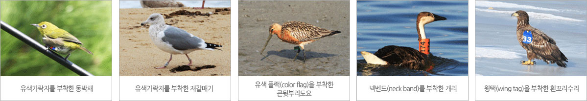 가락지 부착
