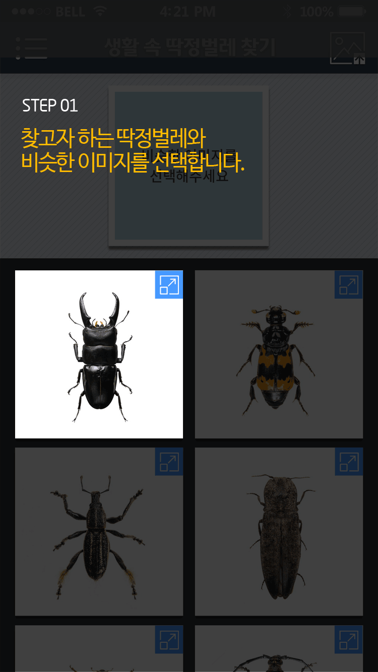 STEP 01 찾고자 하는 딱정벌레와 비슷한 이미지를 선택합니다.