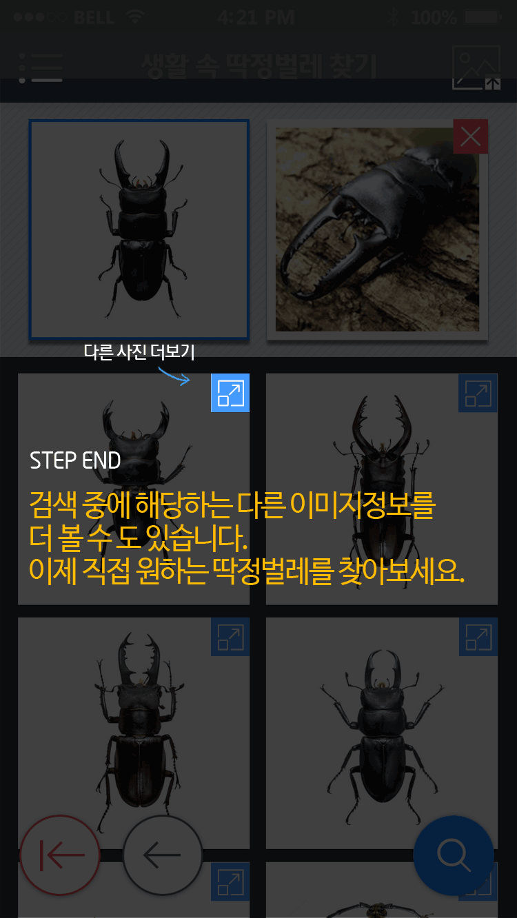 STEP END 검색 중에 해당하는 다른 이미지정보를 더 볼 수 도 있습니다.이제 직접 원하는 딱정벌레를 찾아보세요.