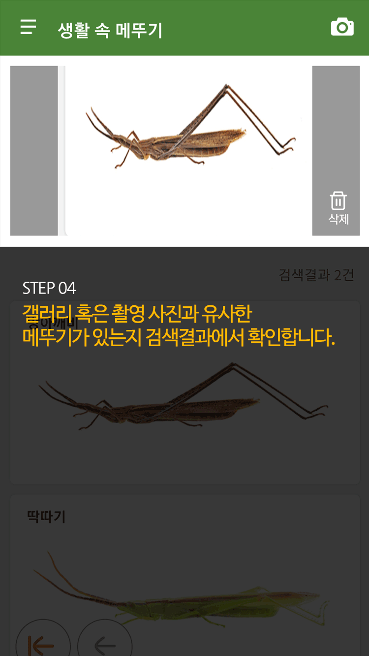 STEP 04 갤러리 혹은 촬영 사진과 유사한 메뚜기가 있는지 검색결과에서 확인합니다. 