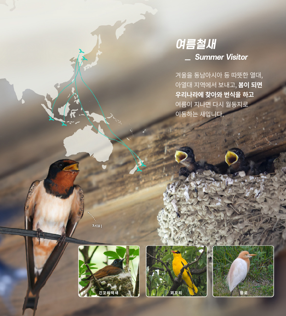 [여름철새] 겨울을 동남아시아 등 따뜻한 열대, 아열대 지역에서 보내고, 봄이 되면 우리나라에 찾아와 번식을 하고 여름이 지나면 다시 월동지로 이동하는 새입니다.