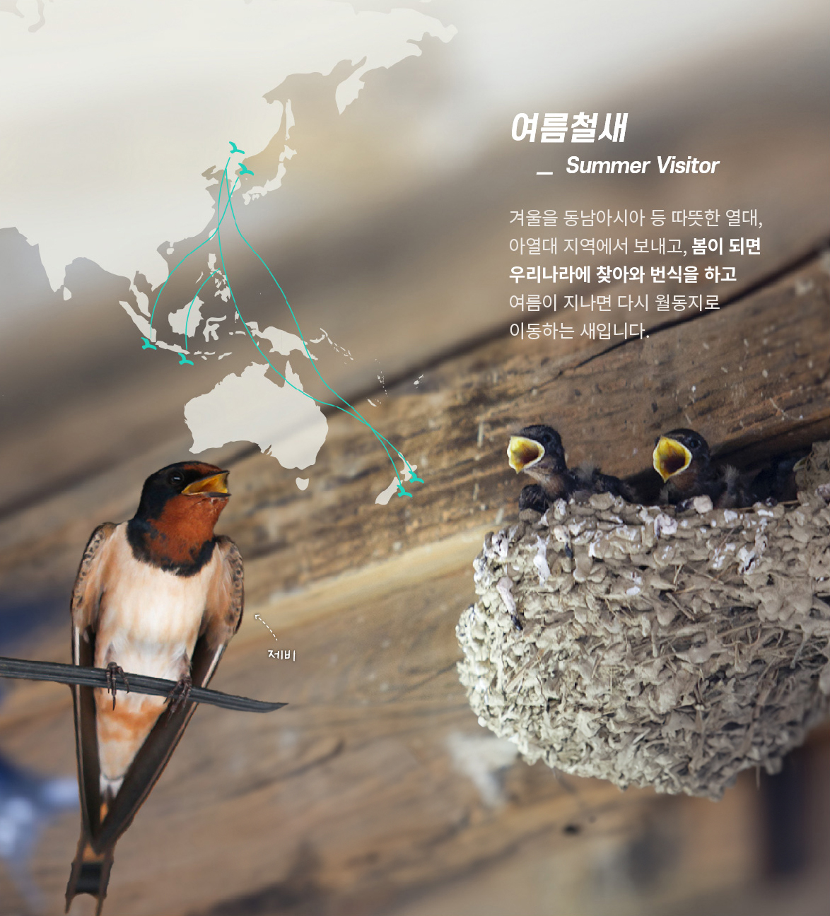 [여름철새] 겨울을 동남아시아 등 따뜻한 열대, 아열대 지역에서 보내고, 봄이 되면 우리나라에 찾아와 번식을 하고 여름이 지나면 다시 월동지로 이동하는 새입니다.