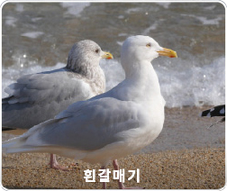 흰갈매기