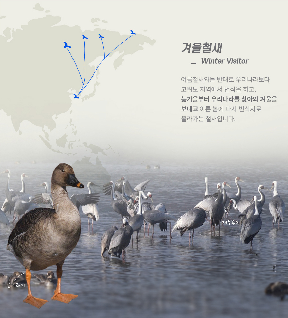 [겨울철새] 여름철새와는 반대로 우리나라보다 고위도 지역에서 번식을 하고, 늦가을부터 우리나라를 찾아와 겨울을 보내고 이른 봄에 다시 번식지로 올라가는 철새입니다.