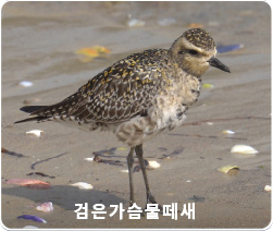 검은가슴물떼새