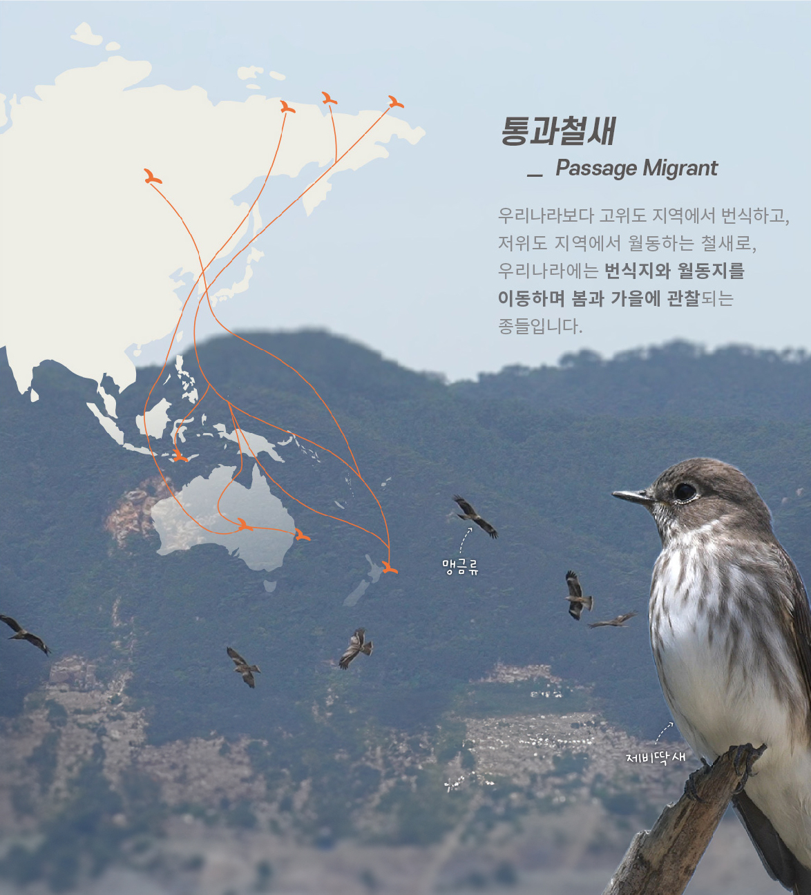 [통과철새] 우리나라보다 고위도 지역에서 번식하고, 저위도 지역에서 월동하는 철새로, 우리나라에는 번식지와 월동지를 이동하며 봄과 가을에 관찰되는 종들입니다.