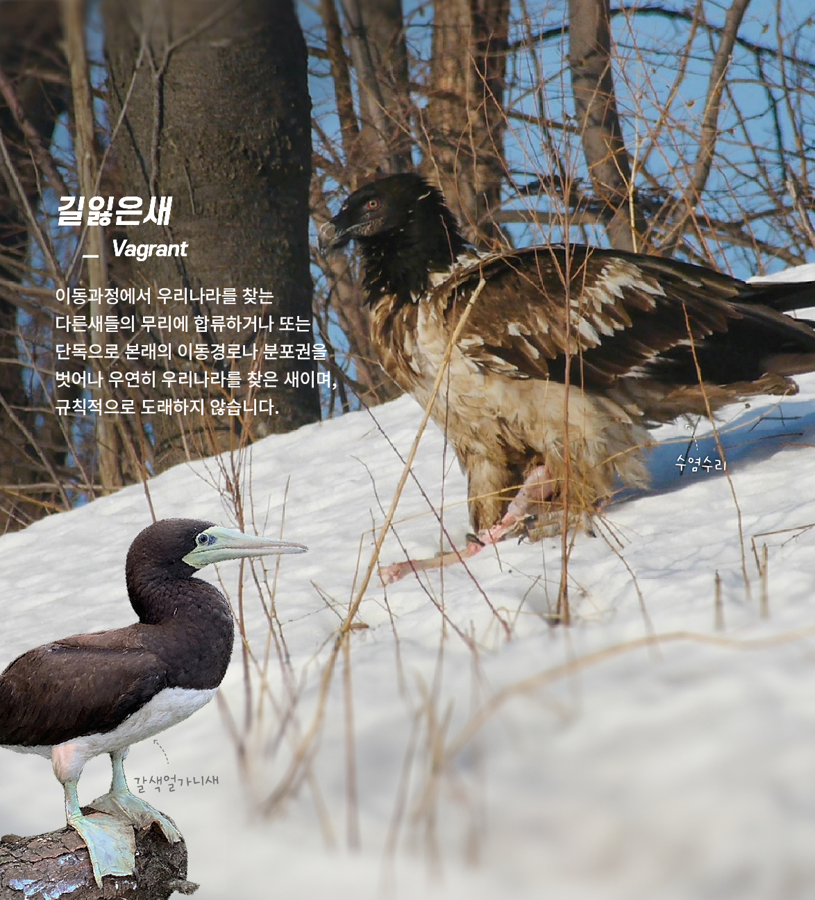 [길잃은새] 이동과정에서 우리나라를 찾는 다른새들의 무리에 합류하거나 또는 단독으로 본래의 이동경로나 분포권을 벗어나 우연히 우리나라를 찾은 새이며, 규칙적으로 도래하지 않습니다.