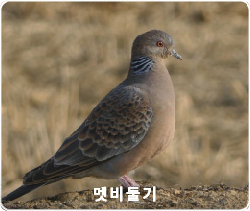 멧비둘기