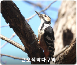 큰오색딱다구리