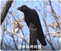 큰부리까마귀