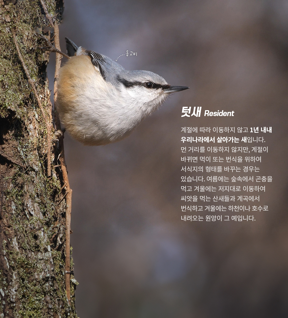 [텃새] 계절에 따라 이동하지 않고 1년 내내 우리나라에서 살아가는 새입니다. 먼 거리를 이동하지 않지만, 계절이 바뀌면 먹이 또는 번식을 위하여 서식지의 형태를 바꾸는 경우는 있습니다. 여름에는 숲속에서 곤충을 먹고 겨울에는 저지대로 이동하여 씨앗을 먹는 산새들과 계곡에서 번식하고 겨울에는 하천이나 호수로 내려오는 원앙이 그 예입니다.